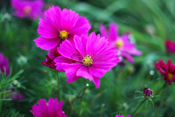 美丽的自然背景有粉色宇宙花朵图片