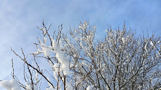 蓝色天空背景下满是雪的冬季树枝图片