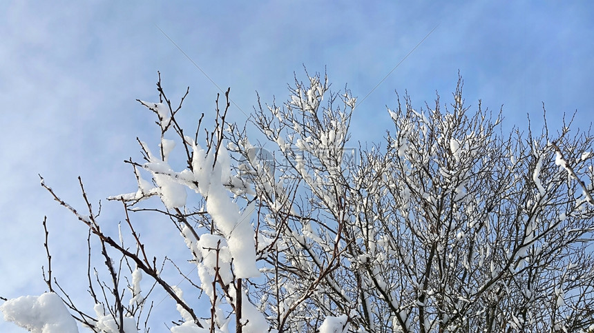 蓝色天空背景下满是雪的冬季树枝图片