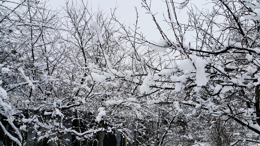 冬季树枝上覆有雪图片