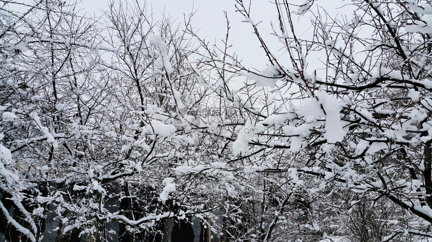 冬季树枝上覆有雪图片