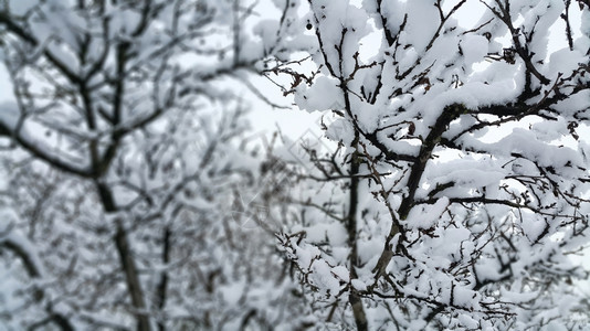冬季树枝上覆有雪图片