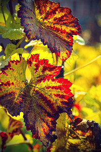 葡萄的秋叶明亮子在阳光下发图片