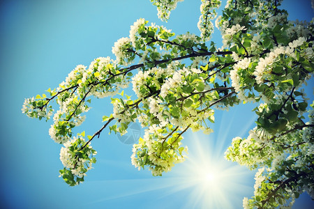 春树的枝蓝色天空上有美丽白花图片