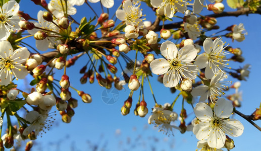 春树的枝蓝色天空上有美丽白花图片