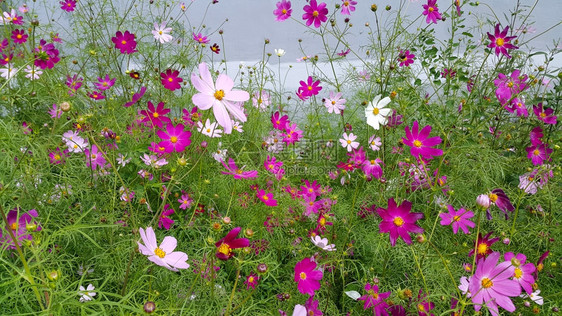 美丽的宇宙花夏月背景图片