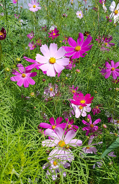 美丽的宇宙花夏月背景图片