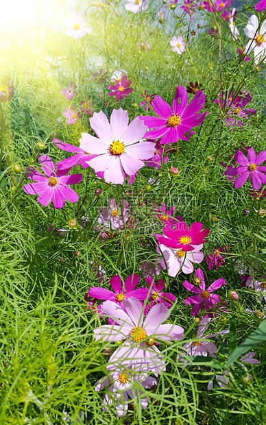 美丽的宇宙阳光明的花朵图片