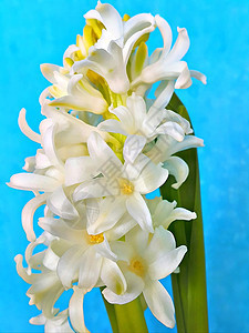 亮蓝色背景的Hyacinthus白花的宏视图图片