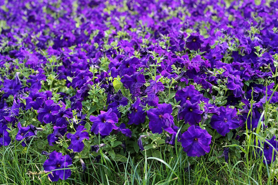 明亮的花自然背景图片