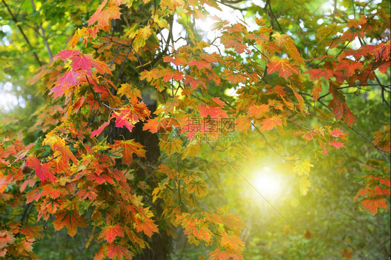 美丽的秋天树有明亮多彩的花叶和阳光图片