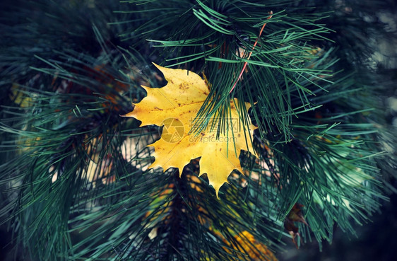 秋叶的明黄色子夹在树枝中图片