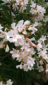 以美丽的花朵在奥莱安德丛林的密闭中图片