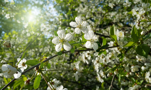 春树的美丽枝子带白花春树枝子图片