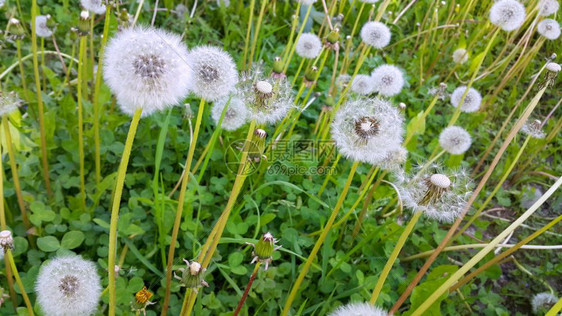 关闭美丽的白花朵图片