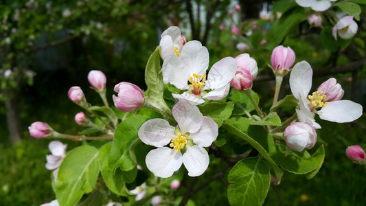 春天开花的苹果树分枝盛着美丽的花朵图片