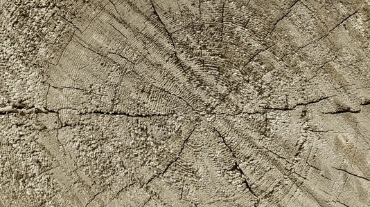 带环和裂缝图案的天然木质纹理闭合图片