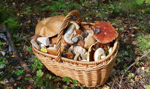 带满篮子的可食蘑菇图片
