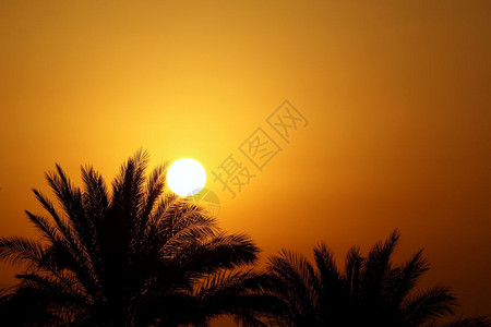 美丽的晨日阳光和棕榈树埃及图片素材
