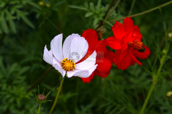 夏日的美丽宇宙花朵图片