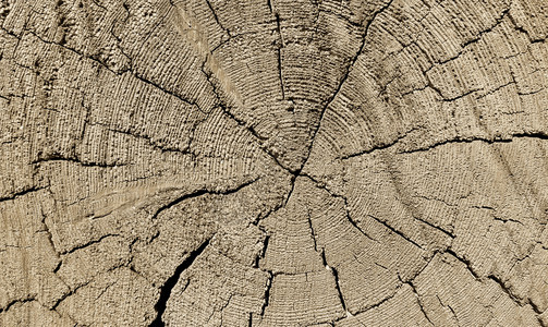 带环和裂缝图案的天然木质纹理闭合图片