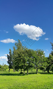 美丽的夏月风景有树木明蓝天空有白云图片