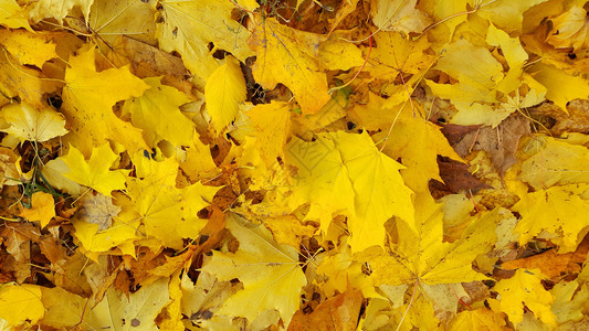 绿树落叶的明黄色秋背景图片