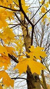 树枝和在天空背景下有秋树的明黄色叶图片