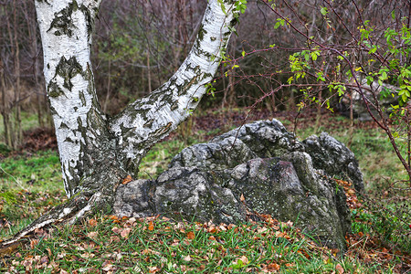布拉格西北部自然公园DivokaSarka的秋天公园中一块石头上的个树枝图片