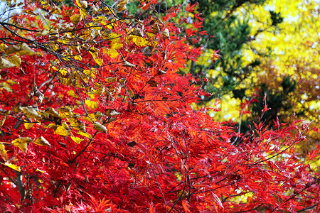 秋天花园的明亮日本青春或棕榈树枝图片