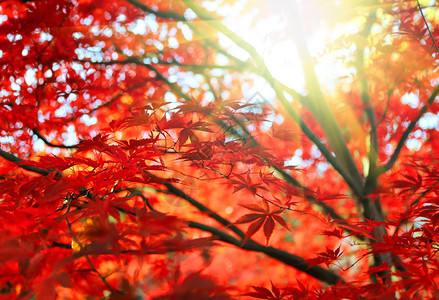 明亮的红色日本青春或棕榈树叶和秋天花园的阳光图片