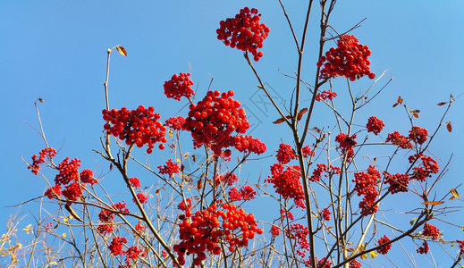 秋山灰的树枝蓝色天空背景的红莓图片