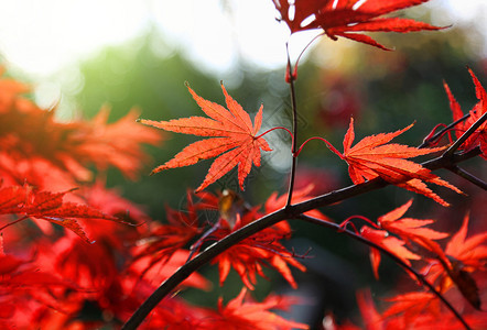 关闭秋天花园上明亮的红色日本青春或阿塞尔棕榈叶图片