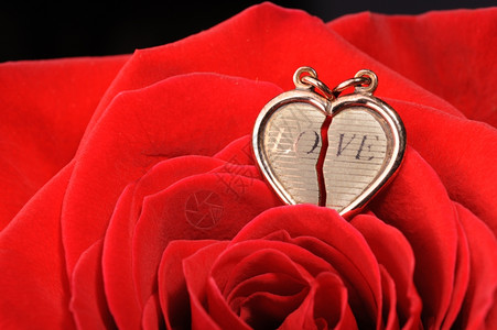 红色爱心花在红玫瑰中环鲜花开的芽上首饰背景