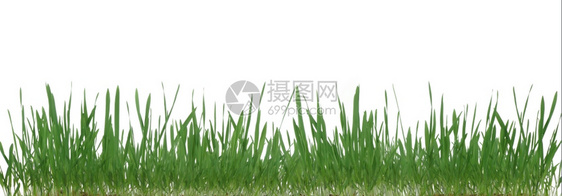 Grassdeealnoe植物图像它在白色背景上被隔离图片