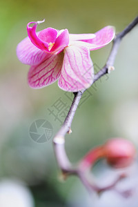 红色兰花热带气候中生长的花朵图片