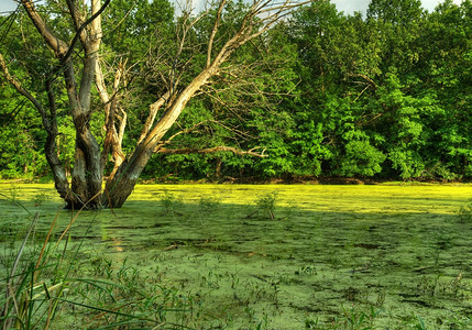 沼泽一个水停滞的funny地方图片