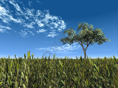 一棵树在清洁的天空背景上一片实在的草原上图片