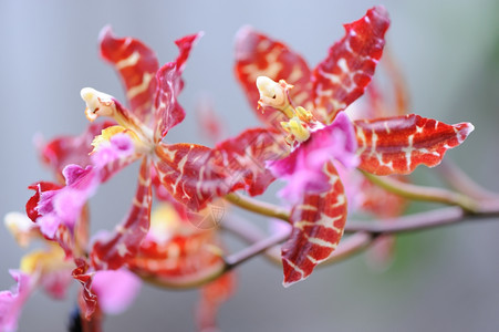 红色兰花热带气候中生长的花朵图片