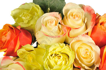 玫瑰背景花朵开的详细图像图片