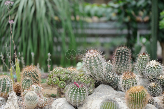 花生仙人掌脊椎辅助植物类型图片