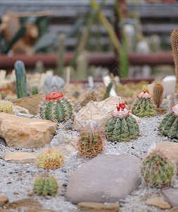 Cactus成套仙人掌脊椎辅助植物类型图片