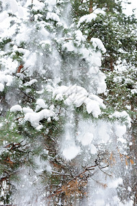 在毛树上下雪从枝降下雪图片