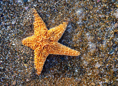 海滨星湿壳岩图片