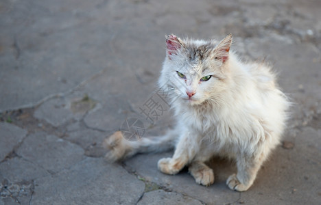流浪猫在街上脏野兽图片