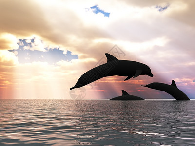 三只海豚漂浮在洋控制光图片