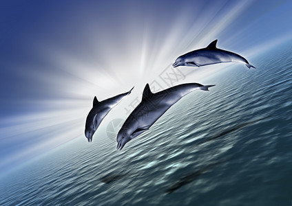 三只海豚在非常明亮的日出中海洋由干部的对角安排图片