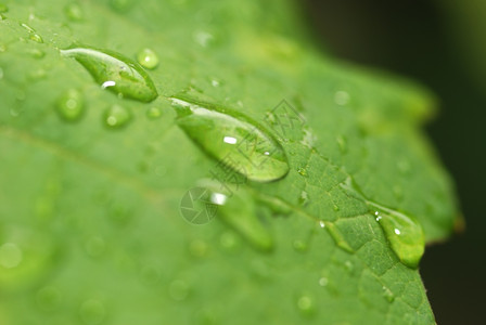 树叶上滴落的绿色植被的早露水图片