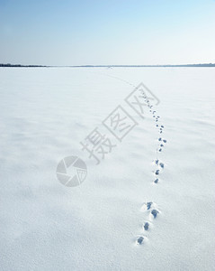 雪上一棵野兔的踪迹冬底爪子印迹图片