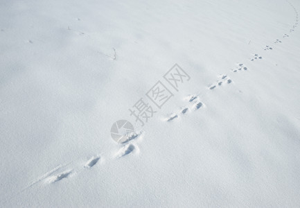 雪上一棵野兔的踪迹冬底爪子印迹图片